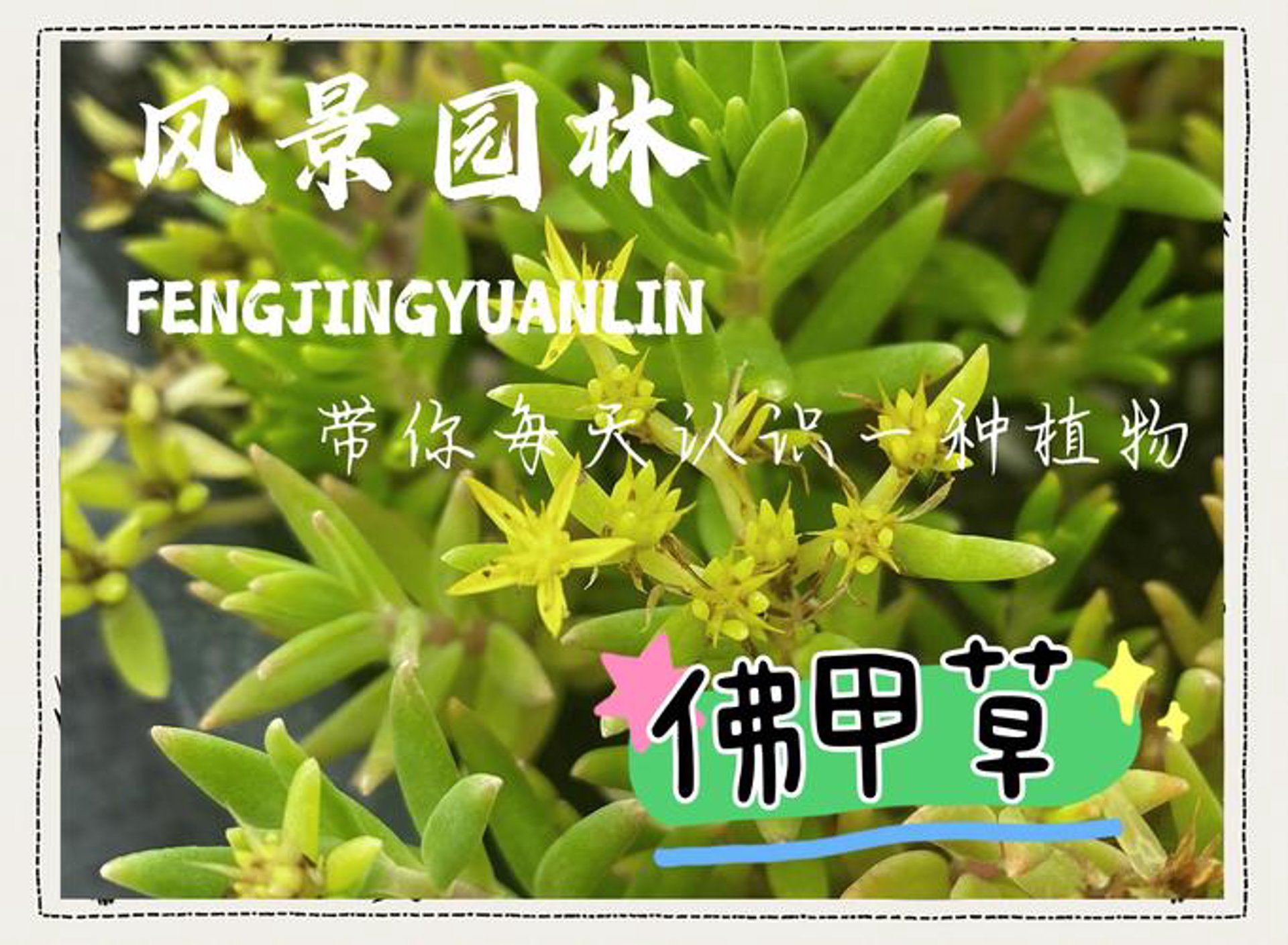 佛甲草绿化